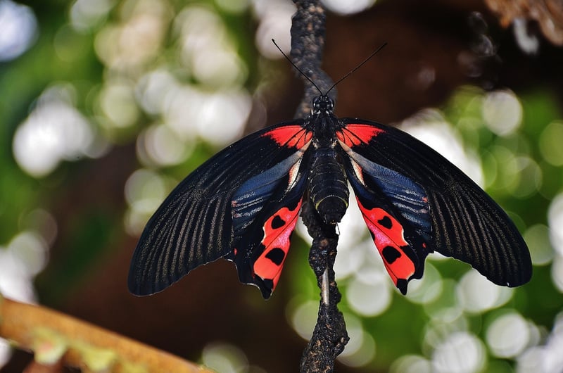 Butterfly Effect